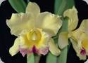 Rlc. Suzukis Preciosa Hsinying